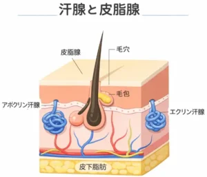 「汗腺と皮脂腺」というタイトルの、皮膚の立方体断面を示した日本語の医学教材イラスト。中央に毛と毛包、毛包につながる皮脂腺、左にアポクリン汗腺、右にエクリン汗腺が描かれ、各部位に日本語ラベルが付いている。下層には皮下脂肪も表現されている。