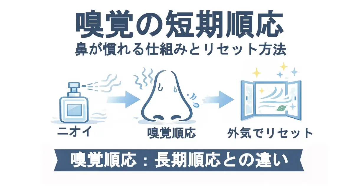 「嗅覚の短期順応　鼻が慣れる仕組みとリセット方法」という見出し。香水ボトル（ニオイ）→鼻アイコン（嗅覚順応）→開いた窓（外気でリセット）を矢印でつないだ3ステップ図。下部帯に「嗅覚順応：長期順応との違い」。