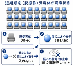 嗅覚の短期順応を映画館の座席に例えた図解。嗅受容体を椅子、同じニオイ分子を青い粒として表し、すべての椅子が青い粒で埋まることで受容体が満席状態になる様子を示している。新たに来た同じニオイ分子は入れず、脳への信号は「同じ情報」として停止・カットされる。