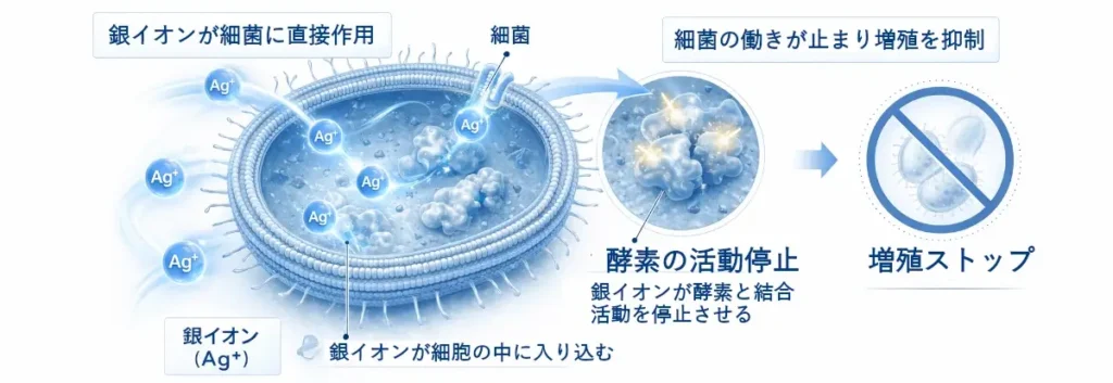 銀イオン（Ag+）が細菌に入り込み、酵素の働きを止めて増殖を抑える流れを、青系のイラストと日本語ラベルで示した図。