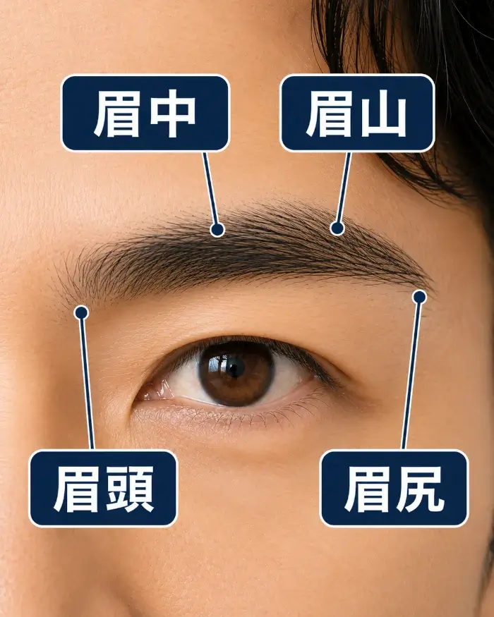 男性の片側の眉を拡大し、眉頭・眉中・眉山・眉尻の4つの部位を線で示した画像。