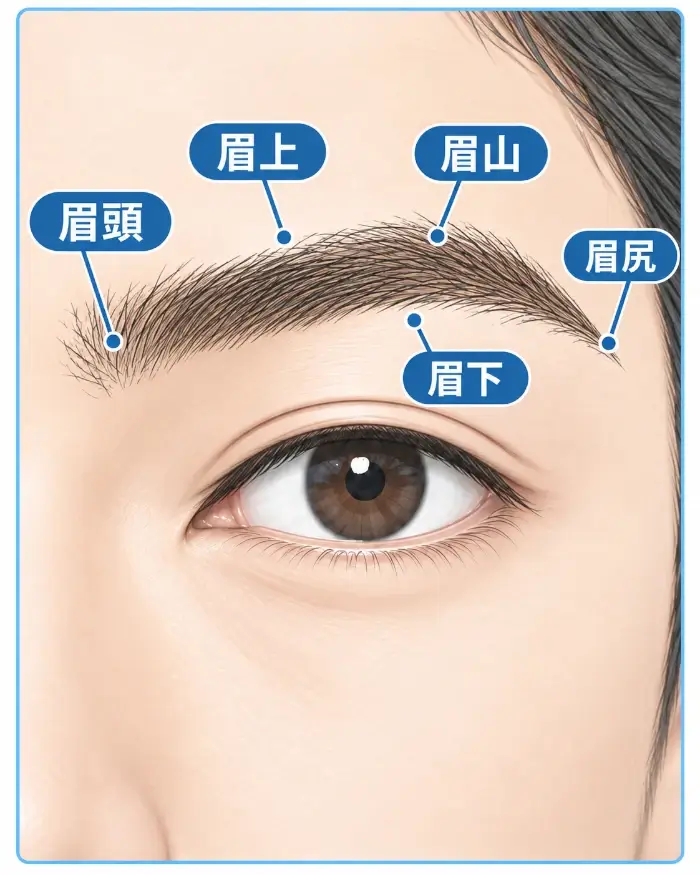 男性の片側の目元と自然な眉毛を大きく表示し、鼻側の眉の始まりを眉頭、眉の中で自然に高くなる部分を眉山、こめかみ側の終わりを眉尻として指示線で示し、さらに眉毛の上側を眉上、下側を眉下とラベル付けして、それぞれの名称と位置関係を確認できるようにした図。