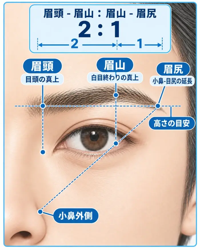 男性の顔の片側を大きく表示し、眉の黄金比を考える基準として、目頭の真上に眉頭、目尻側の白目が終わる位置の真上付近に眉山、小鼻外側から目尻を通る斜線の延長上に眉尻を示した図。眉頭から眉山と眉山から眉尻の長さ関係を2対1で表し、眉頭と眉尻の高さを見る水平線も青い基準線と基準点で示している。