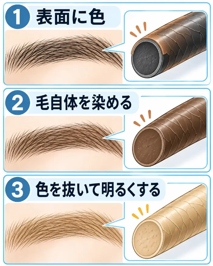眉毛の色を変える3つの方法を縦3段で比較した図。1段目は毛の表面に色が付く状態、2段目は毛自体の色が変わる状態、3段目は色を抜いて明るくなる状態を、眉毛の拡大模式図と毛の断面イメージで表している。